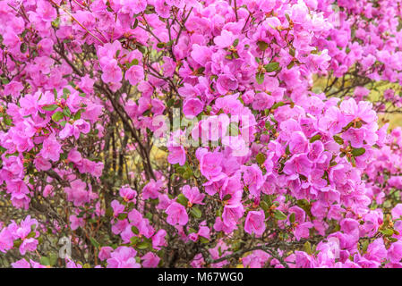 Luminoso sfondo floreale con fiori viola Ledebur rododendro con gocce di acqua dopo la pioggia Foto Stock