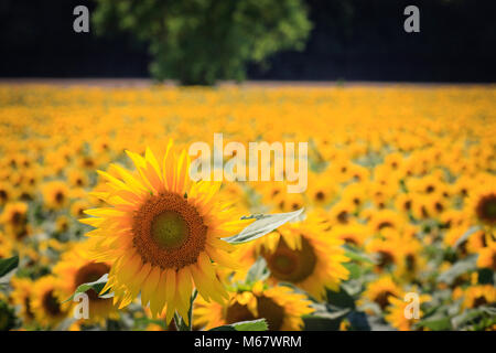Girasoli Yonne Bourgogne-Franche-Comte Francia Foto Stock