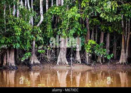 Alberi sul fiume Kinabatangan nel Borneo, Malaysia Foto Stock