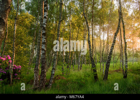 Bosco a Iping e Stedham comune, vicino a Midhurst, Sussex a sunrise. Foto Stock