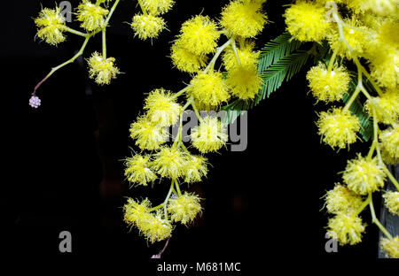 Fioritura Mimosa close-up Foto Stock