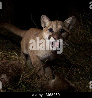 P-13 e gattini su un kill. La nostra fotocamera remota recentemente conquistato P-13 e suoi 10-mese-vecchio gattini, P-28 e P-30, su un kill in Malibu Creek State Park. Tre di loro hanno trascorso due notti a condividere le loro pasto di mulo cervo. Dopo aver esaminato più di 400+ siti kill durante il nostro studio abbiamo trovato che Mule Deer rappresentavano il 95% di mountain lion uccide. Foto Stock