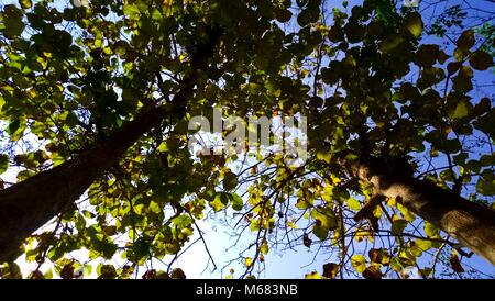 Guardando in alto nella foresta - verde rami di alberi natura abstract Foto Stock