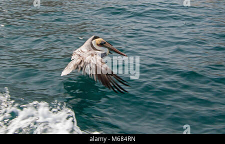 Brown Pelican atterraggio su l'acqua del mare di Cortes in Cabo San Lucas in Baja California Messico BCS Foto Stock