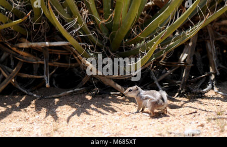 White-tailed antilopi di massa (scoiattolo Ammospermophilus leucurus). Foto Stock