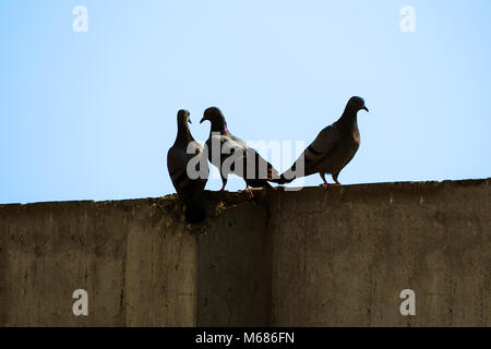 Piccioni seduti sulla parete Foto Stock