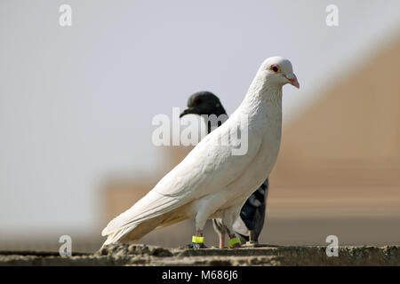 piccione bianco Foto Stock