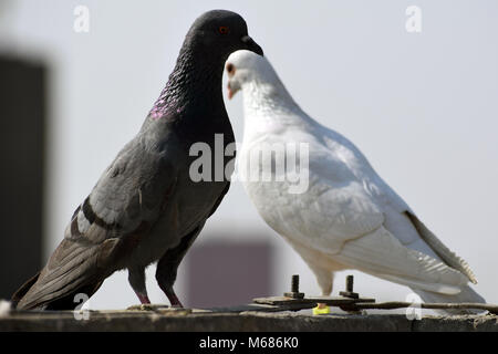 piccione bianco Foto Stock