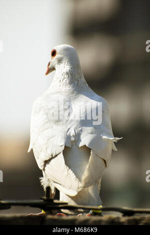 piccione bianco Foto Stock