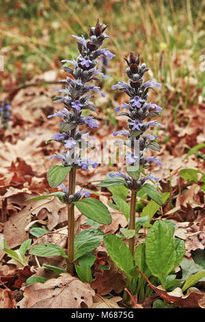 Bugle herb, Ajuga reptans, piante da fiore Foto Stock