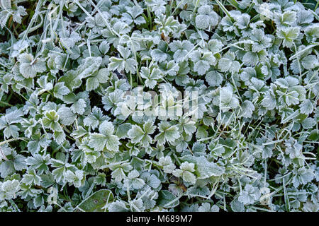 In prossimità di piante selvatiche coperto di brina in campo in Monmouthshire Wales UK Foto Stock