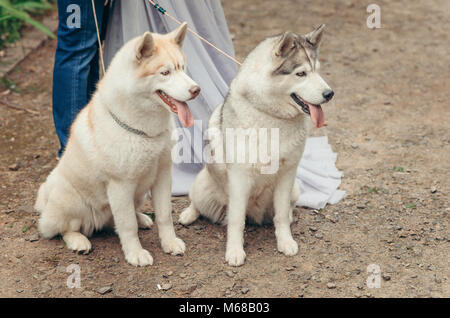 Close-up outdoor ritratto di due incantevoli soffici e zenzero grigio huskies seduto per terra e guardando lontano sullo sfondo di giovane gambe. Foto Stock
