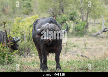 Oxpecker fino il mio naso Foto Stock