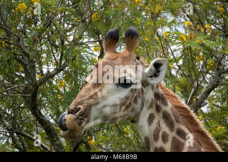 La giraffa leccamento delle labbra Foto Stock