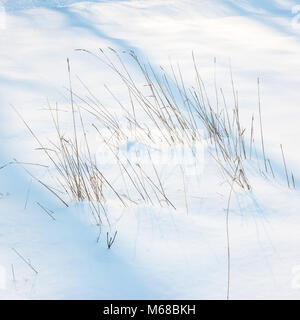 Un immagine astratta di graminacee selvatiche nella neve profonda presa durante l'inverno 2018 freddo sapere anteriore come la Bestia da est. Bourne, Lincs, Regno Unito Foto Stock