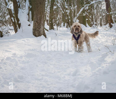 Un cane Cockerpoo gode di una snowy a piedi attraverso i boschi durante l'estremo freddo inverno periodo noto come la Bestia da est. Lincolnshire, Regno Unito Foto Stock