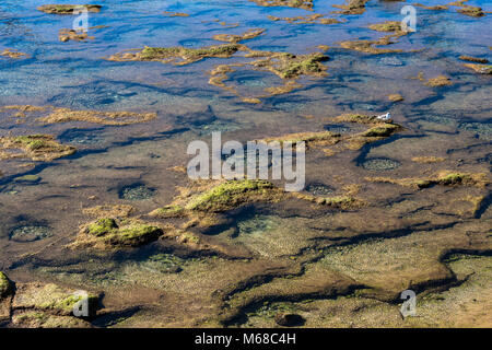 La Playa de la Caleta, Cadice, Andalusia, Spagna: close-up di rocce a bassa marea Foto Stock