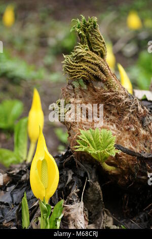 Lysichiton americanus e Gunnera manicata Foto Stock