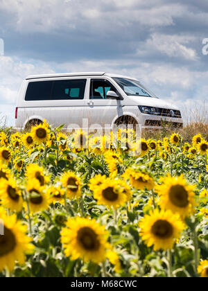 Camper tra i girasoli Peyrins Romans-sur-Isère Valence Drôme Auvergne-Rhône-Alpes Francia Foto Stock