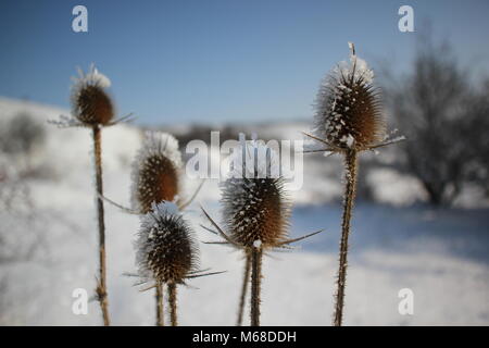 Thistle nevoso sulle colline in inverno Foto Stock