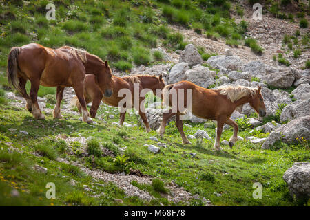 Tre cavalli selvaggi pascolano nelle colline rocciose di campo Imperatore. Parco Nazionale del Gran Sasso e Monti della Laga, Abruzzo, Italia, Europa Foto Stock