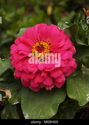 Rosa zinnia fiore close up Foto Stock