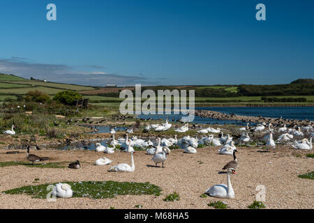 Cigni al Abbotsbury Swannery Foto Stock