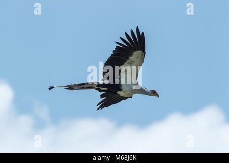 Il secretarybird o segretario uccello è un molto grandi, perlopiù terrestrial rapace. Endemica in Africa, è di solito si trova nelle praterie. Foto Stock