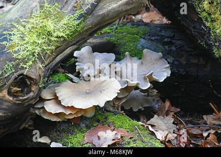 Oyster fungo Pleurotus pulmonarius, edibile di funghi selvatici dalla Finlandia Foto Stock