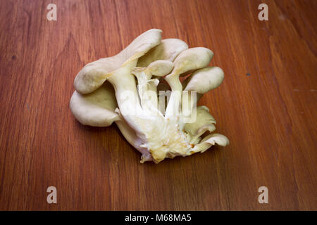 Oyster (fungo Pleurotus ostreatus) su sfondo di legno Foto Stock