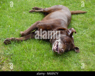 Un rosso/cioccolato/brown Labrador cane prevista sull'erba avente un tratto in Stockton on Tess, England, Regno Unito Foto Stock