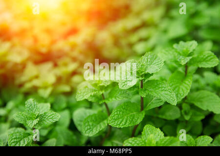 Il verde di foglie di menta alta pianta sana in casa giardino di erbe con la luce del sole. Foto Stock