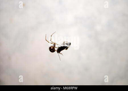 Un ragno catturato una preda in rete Foto Stock