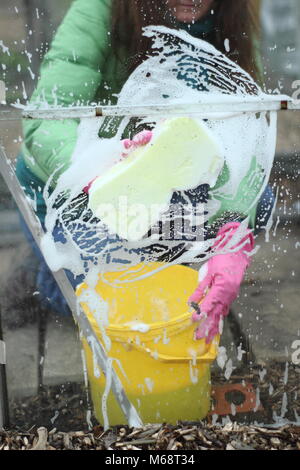 Serra i riquadri della finestra vengono lavati con acqua calda e sapone in inverno per migliorare le condizioni di crescita e di contribuire a ridurre la peste e il rischio di malattia , NEL REGNO UNITO , giardino Foto Stock