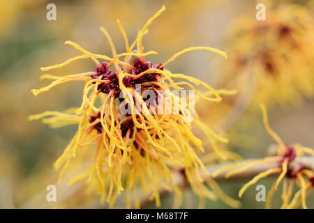 Spidery blumi di Hamamelis x intermedia 'un tizzone' amamelide, fioritura in un giardino d'inverno, REGNO UNITO Foto Stock