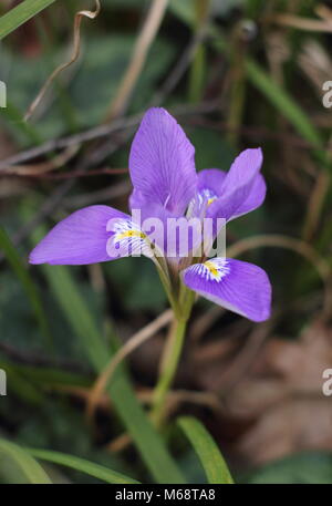 Fioriture di Algerini (iris Iris unguicularis), in un giardino d'inverno, febbraio, REGNO UNITO Foto Stock