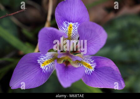 Fioriture di Algerini (iris Iris unguicularis), in un giardino d'inverno, febbraio, REGNO UNITO Foto Stock