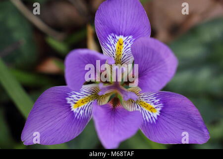 Fioriture di Algerini (iris Iris unguicularis), in un giardino d'inverno, febbraio, REGNO UNITO Foto Stock