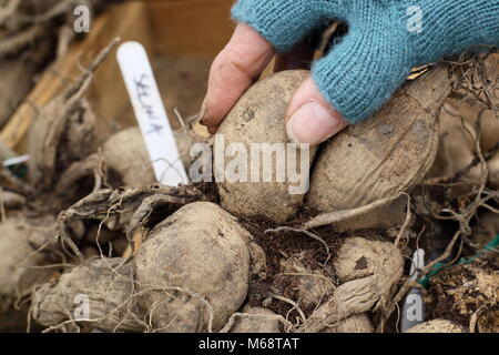 Controllare il dahlia tuberi per rot durante oltre lo stoccaggio invernale, REGNO UNITO Foto Stock