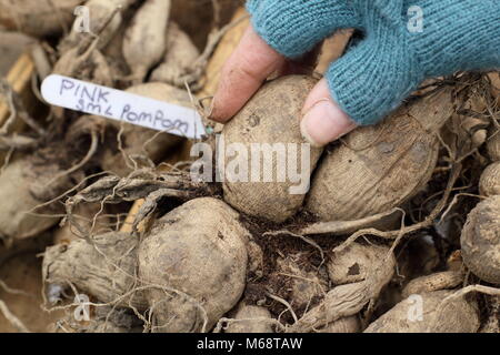 Controllare il dahlia tuberi per rot durante oltre lo stoccaggio invernale, REGNO UNITO Foto Stock