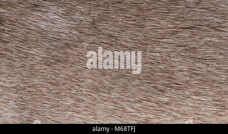 Marrone a pelo di animali sfondo texture di close-up. Luce marrone peli di animali Foto Stock