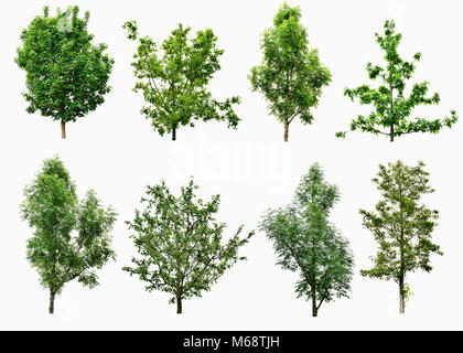 Collezione di alberi isolati su sfondo bianco. Foto Stock