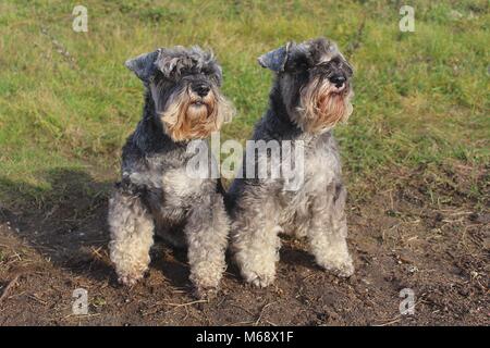 Due Schnauzers in miniatura, pepe e sale seduta Foto Stock