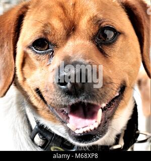 Chihuahua cucciolo Beagle Foto Stock