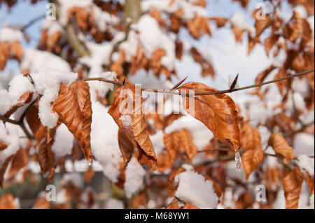 Il rame viola il faggio Fagus sylvatica f. purpurea, neve e fusione di sgocciolamento icicle di formatura su amara giornata invernale Foto Stock