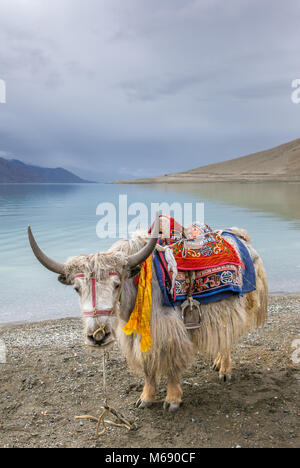 L'Himalayan Yak al Lago Pangong in Ladakh, India Foto Stock