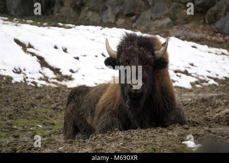 Grande bison (buffalo) in appoggio sul terreno a freddo su un inverno di giorno Foto Stock