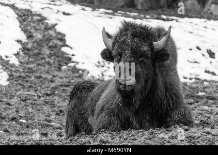 Seppia Ritratto di giovane maschio bison appoggiata nel fango in una fredda giornata invernale Foto Stock