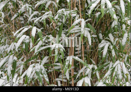 Hardy snow rivestito di foglie sempreverdi e canne di bambù steli in inverno, Fargesia murielae, Pingwu Foto Stock