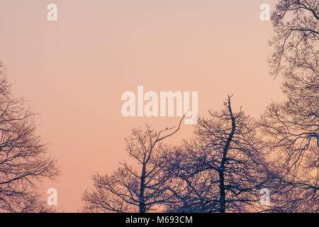 Giorno nevoso a Bushy Park Foto Stock